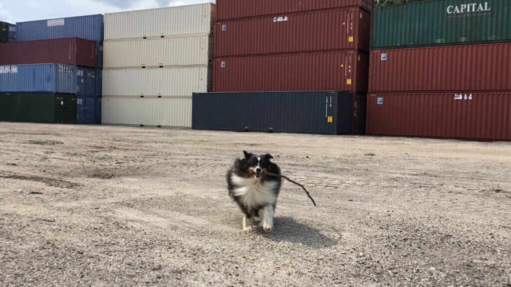 Precious pupper holding a stick